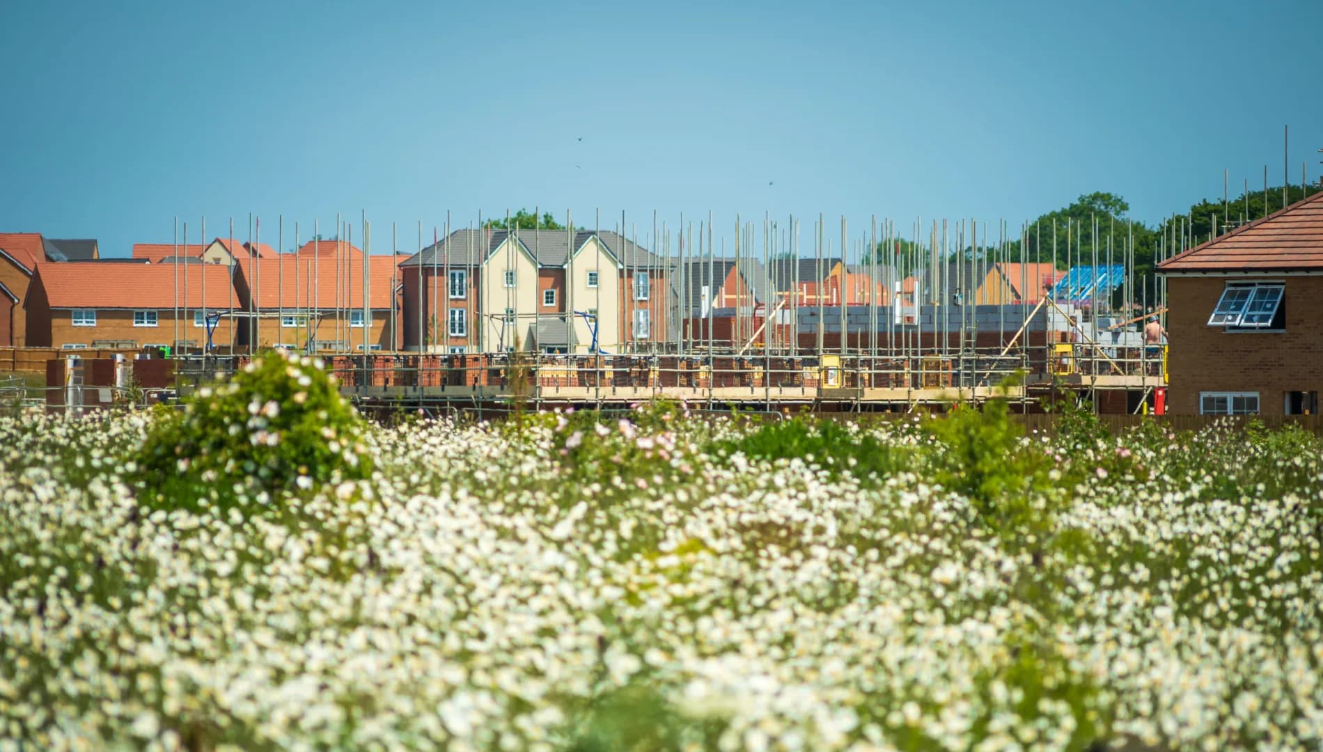 Managed wildflower meadow in front of a residential development — Evenii soft landscaping